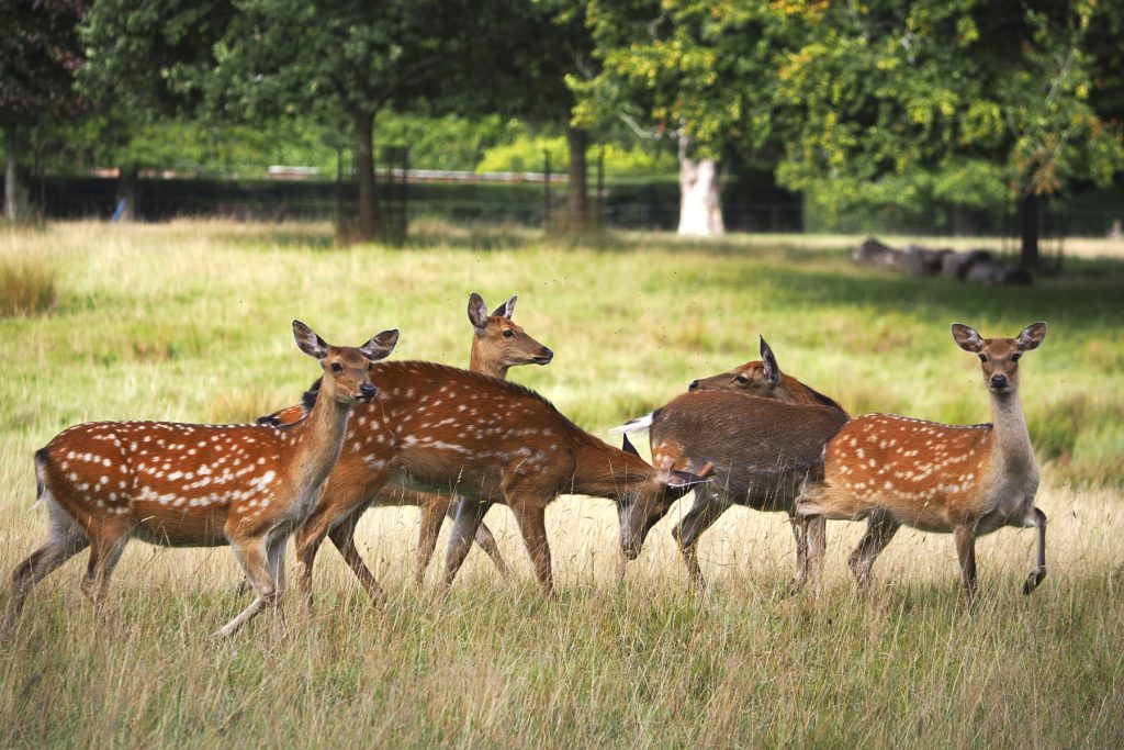Deer grazing in the parkland at Parnham