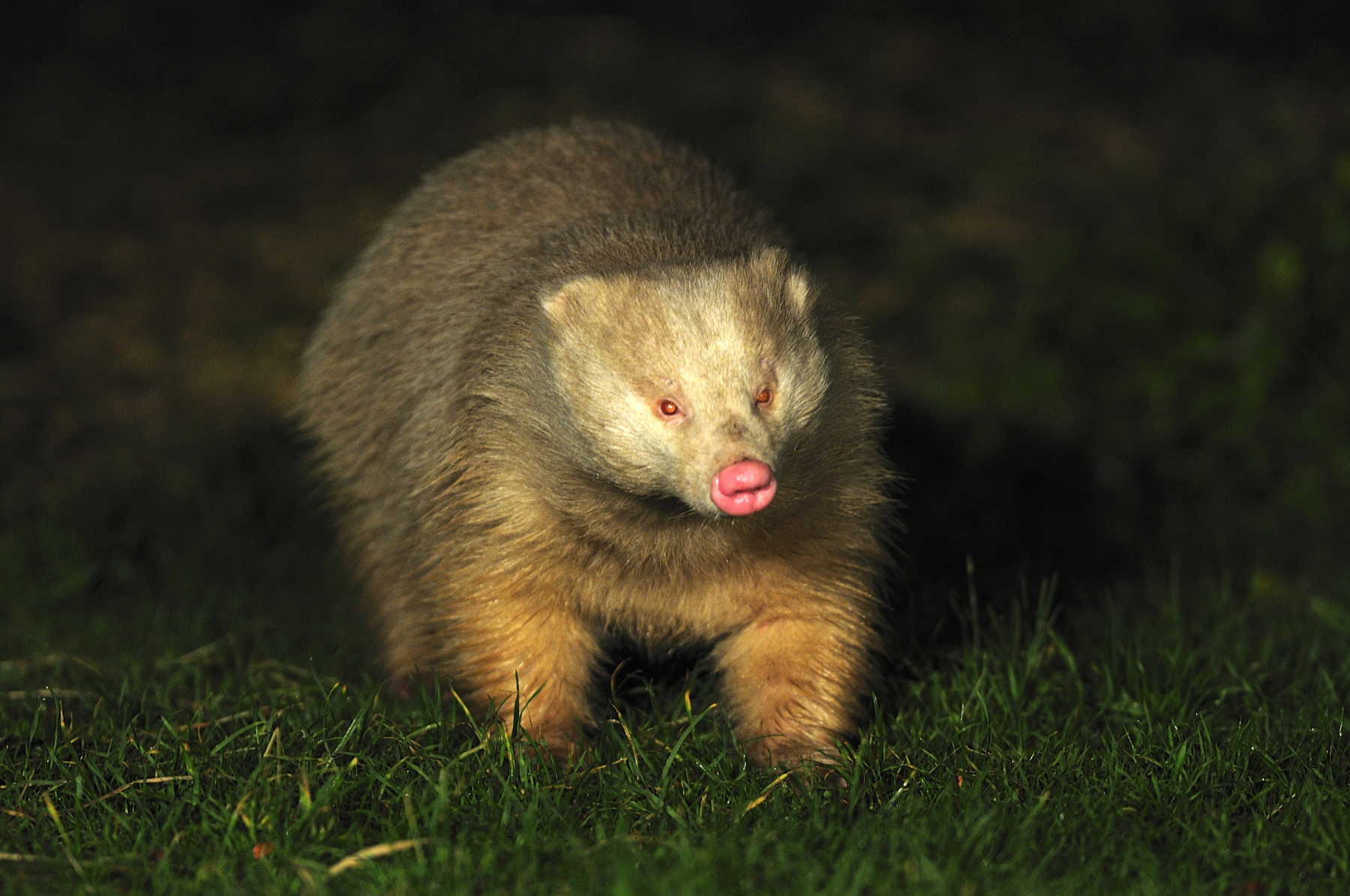 Protecting Beaminster’s Albino Badgers: BBC News