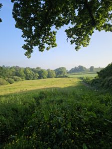 A green meadow with trees in the distance and on oak tree in on the right hand side